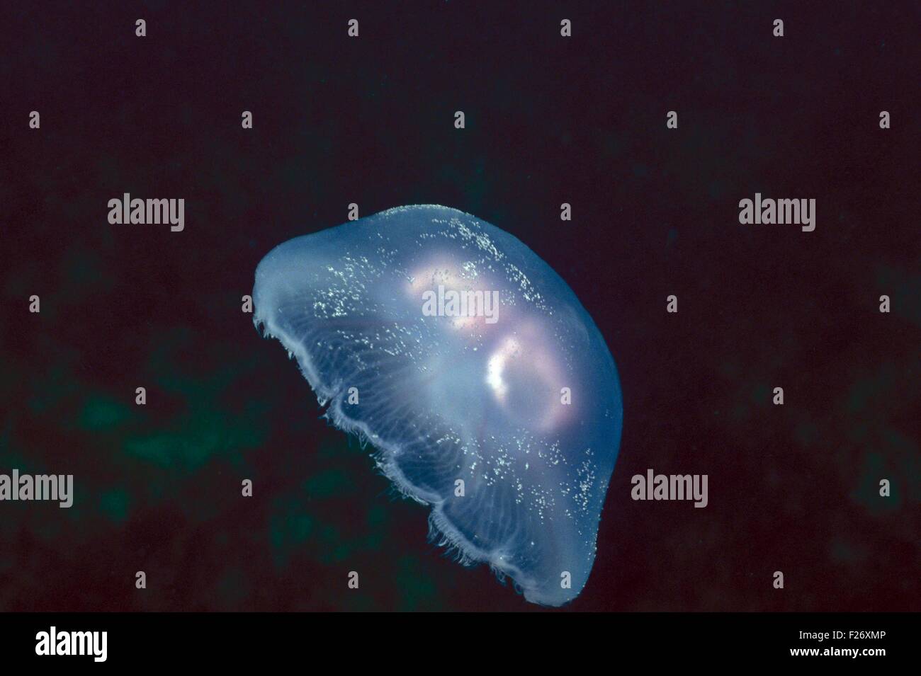 Moon Jellyfish Common Jellyfish Saucer Jellyfish (Aurelia aurita) swimming Atlantic Ocean