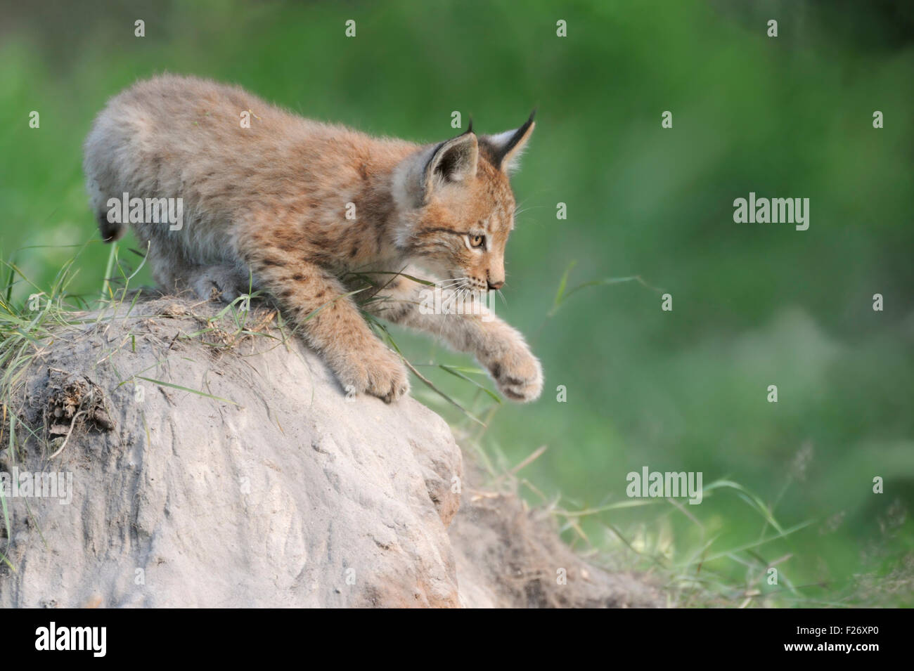 Young Eurasian Lynx / Eurasischer Luchs ( Lynx lynx ) plays on a sandhill, showing its paw. Stock Photo