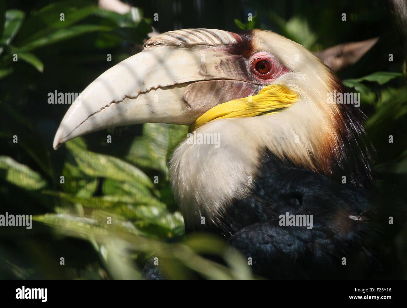 Male Southeast Asian Wreathed hornbill or  Bar Pouched wreathed hornbil (Rhyticeros undulatus, Aceros undulatus) - captive bird Stock Photo