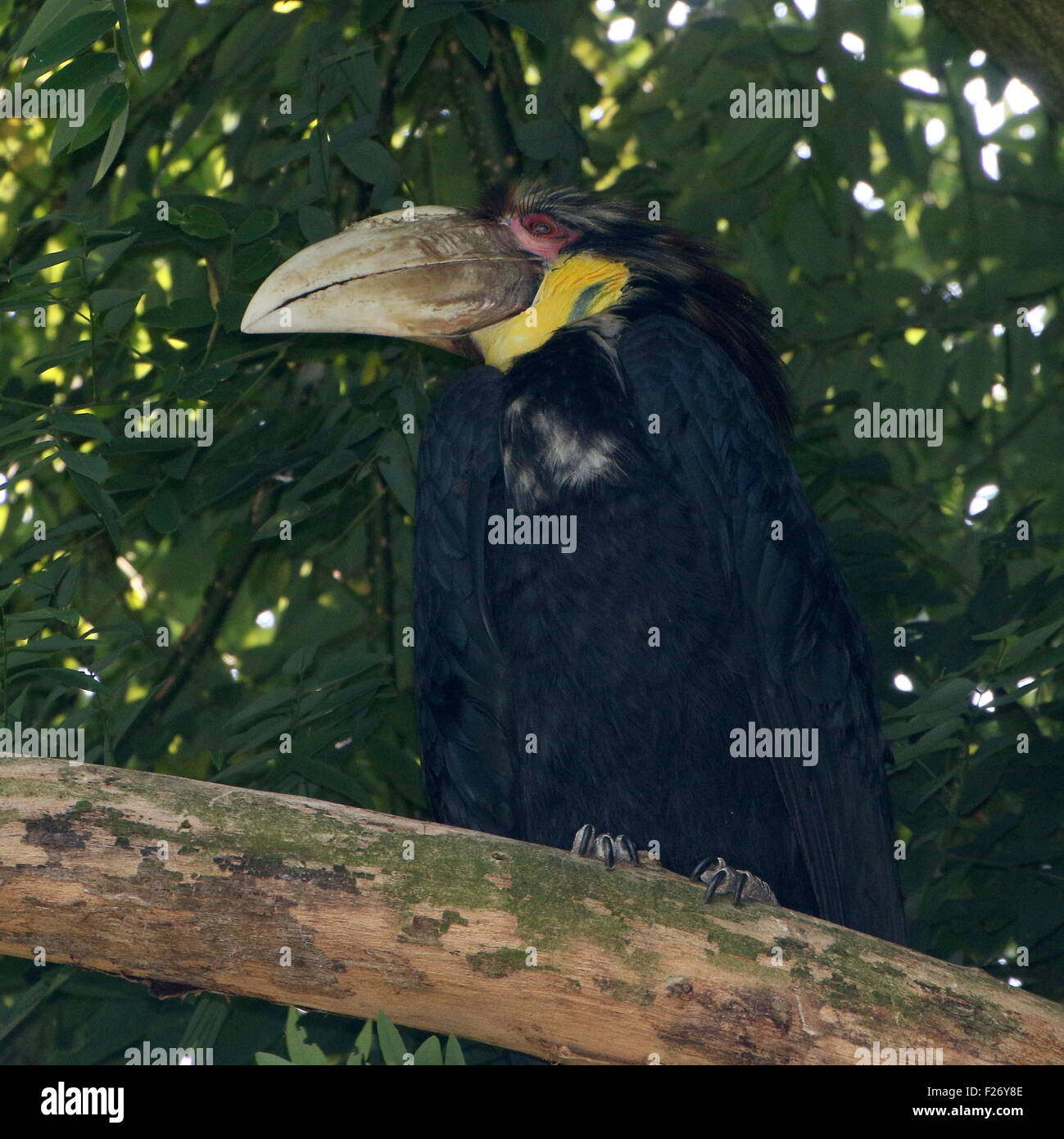 Male Southeast Asian Wreathed hornbill or  Bar Pouched wreathed hornbil (Rhyticeros undulatus, Aceros undulatus) Stock Photo