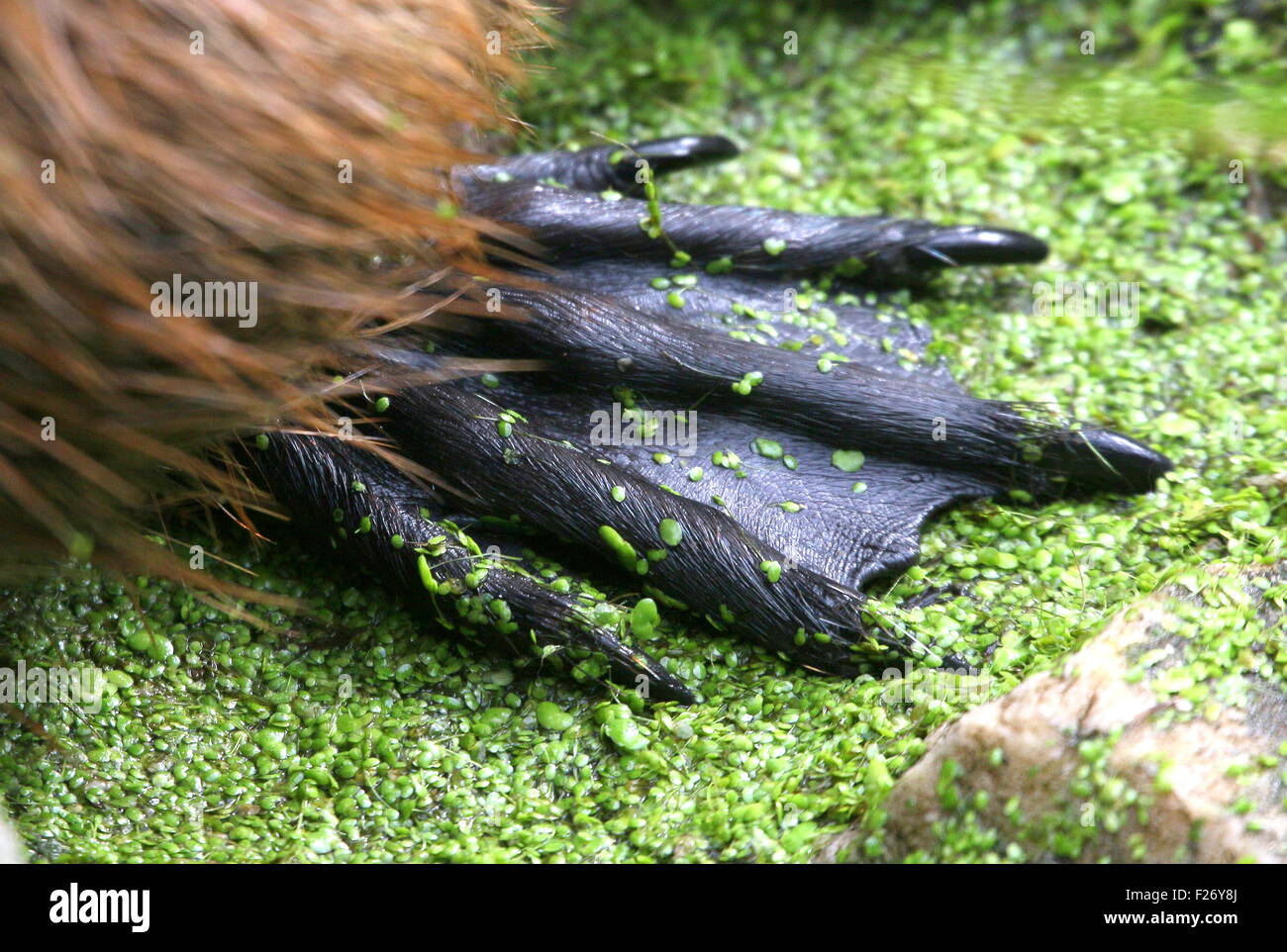 Closeup of the webbed foot of a South American Coypu or river rat (Myocastor coypus) Stock Photo