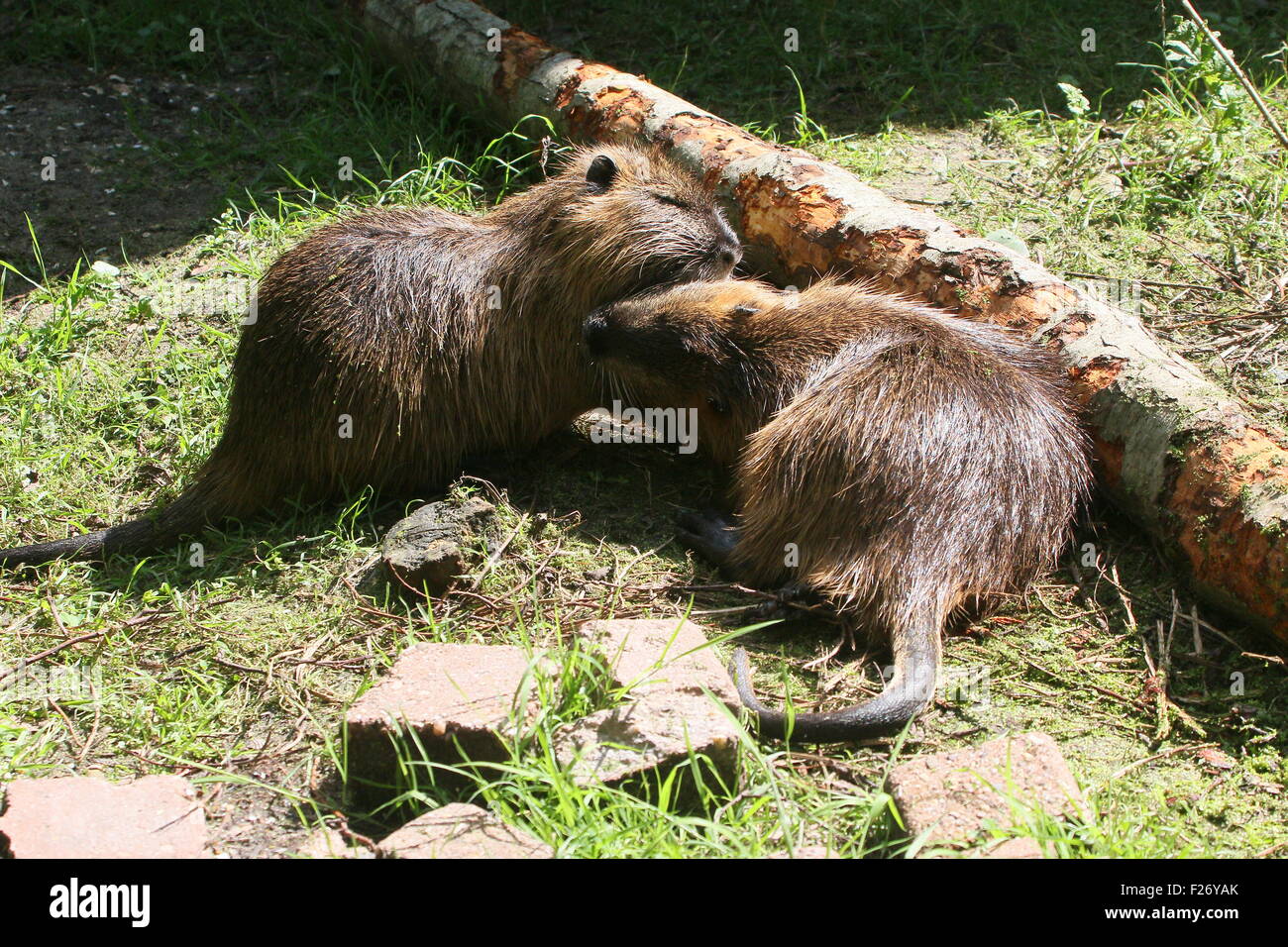 South American Coypus or river rats (Myocastor coypus) cleaning each other's fur Stock Photo