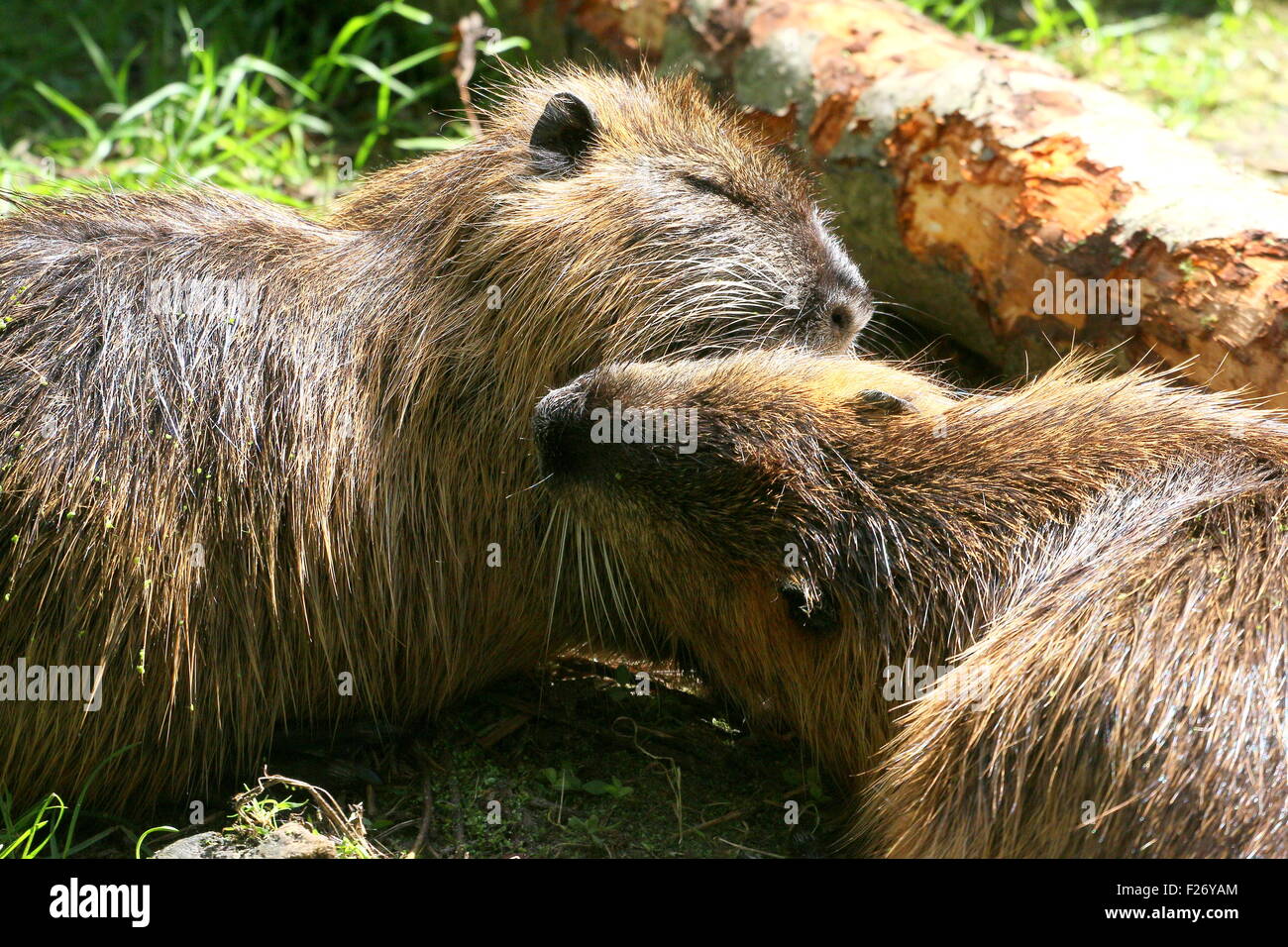 Close-up of two South American Coypus or river rats (Myocastor coypus) cleaning each other's fur Stock Photo