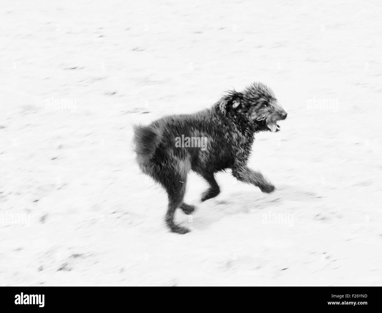 Dog running on beach Stock Photo