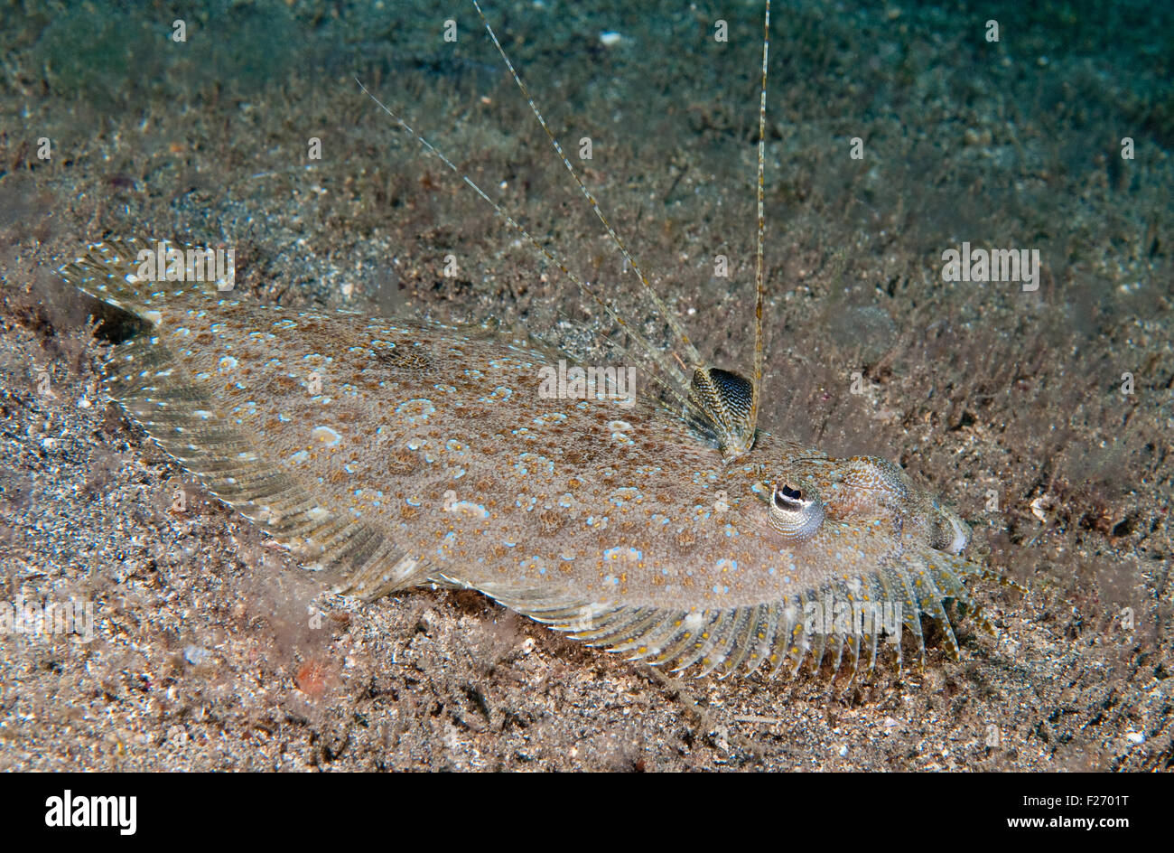 Leopard Flounder off Manado, North Sulawesi, Indonesia Stock Photo
