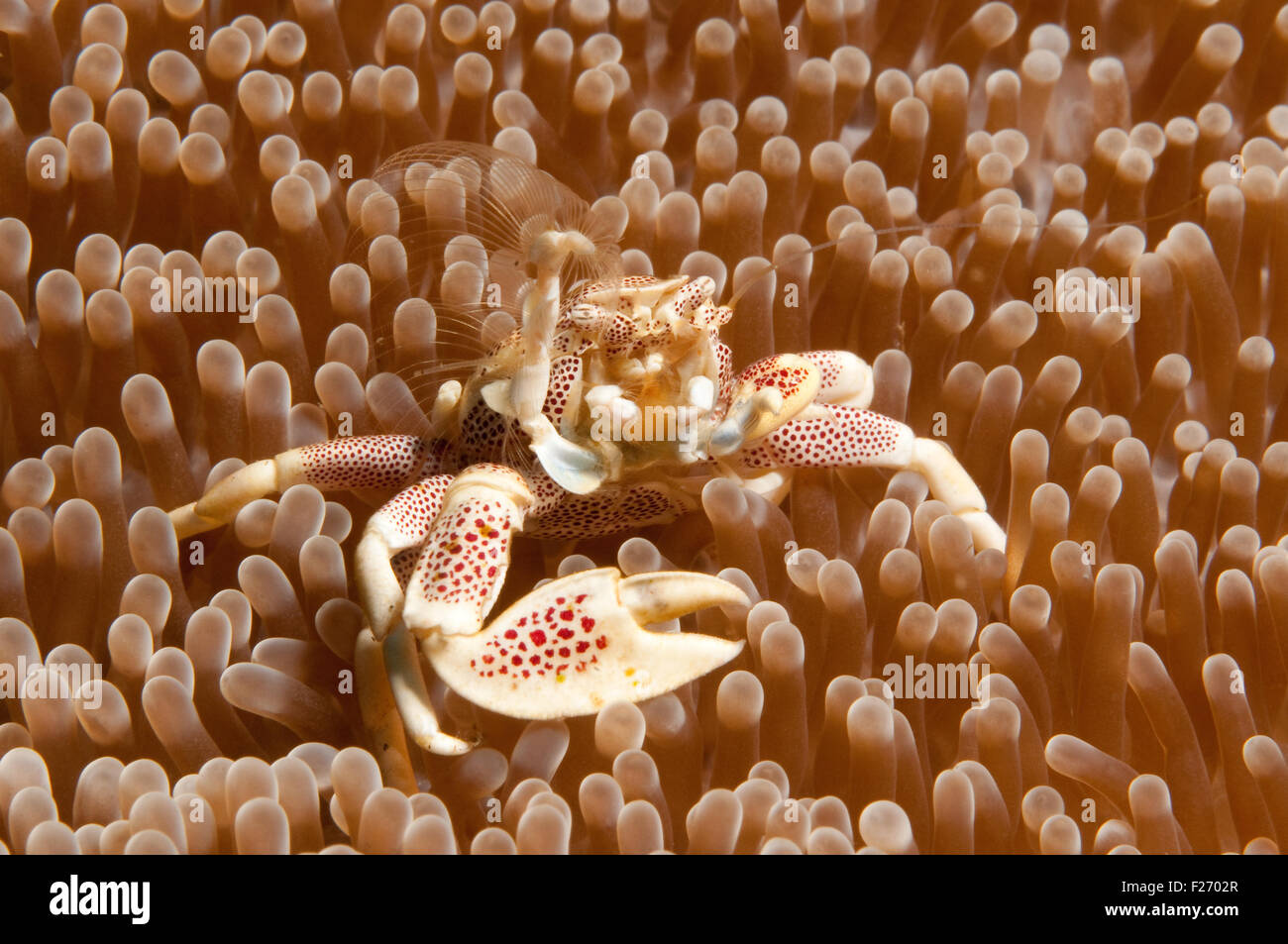 Porcelain crab (Neopetrolisthes maculatus) Stock Photo