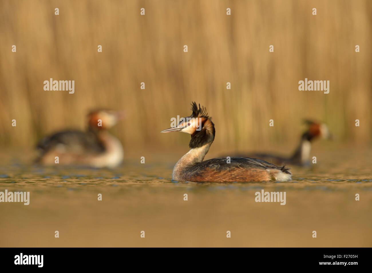 A flock of Great Crested Grebes /  Haubentaucher ( Podiceps cristatus ) swimming in golden light in front of a reed belt. Stock Photo