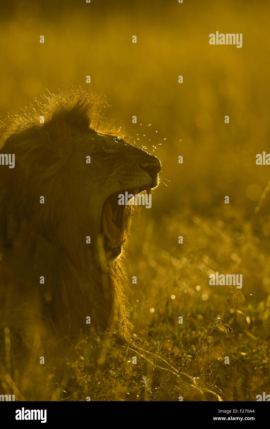 Portrait african lion hi-res stock photography and images - Alamy