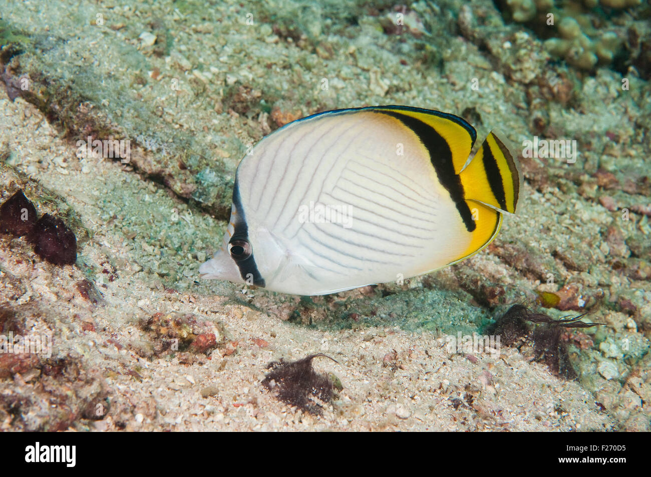 Vagabond Butterflyfish (Chaetodon vagabundus) Stock Photo