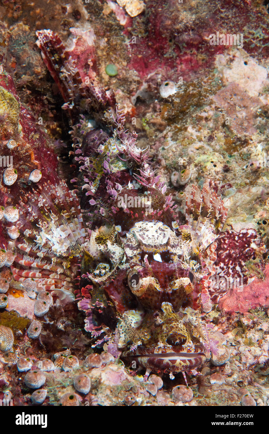 Smallscale Scorpionfish (Scorpaenopsis oxycephala) Stock Photo