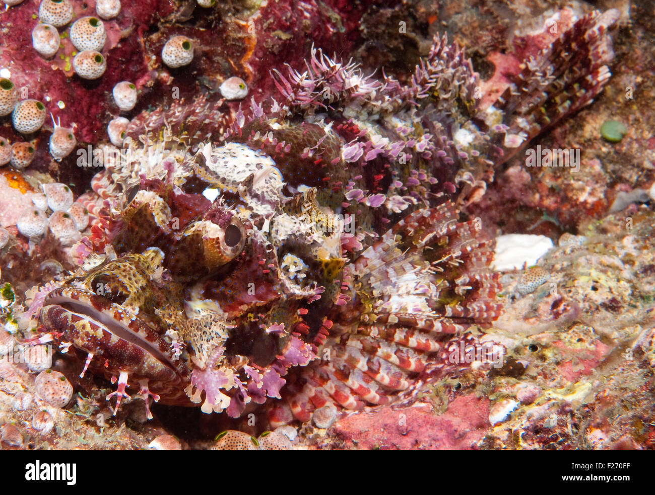 Smallscale Scorpionfish (Scorpaenopsis oxycephala) Stock Photo