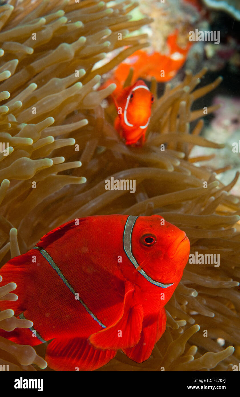 Spinecheek Anemonefish (Premnas biaculeatus) Stock Photo