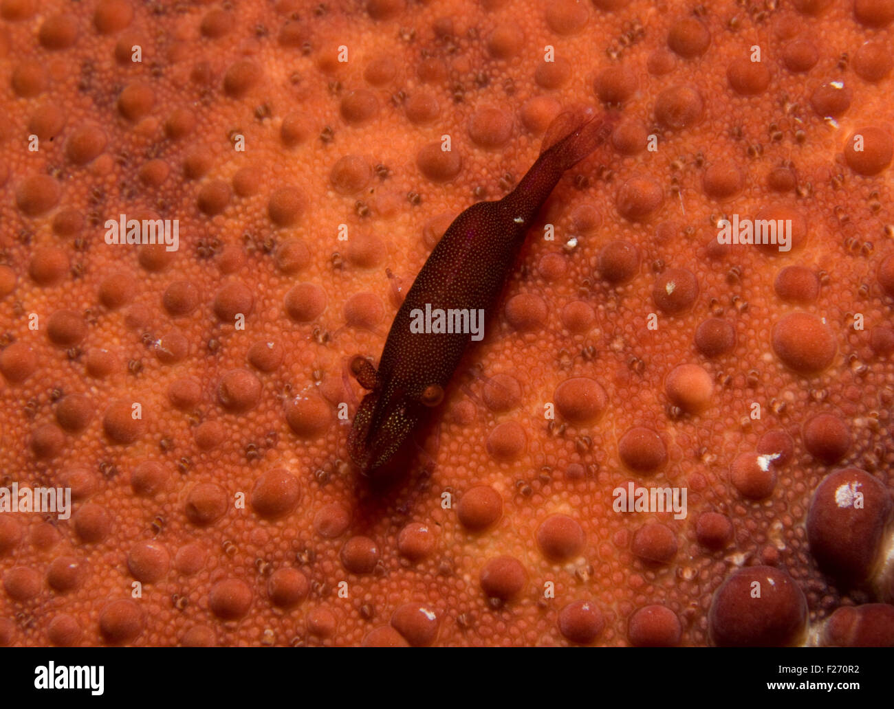 Commensal shrimp (Periclimenes soror) Stock Photo
