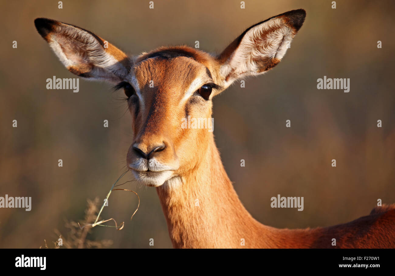 Impala in South Africa, Aepyceros melampus Stock Photo