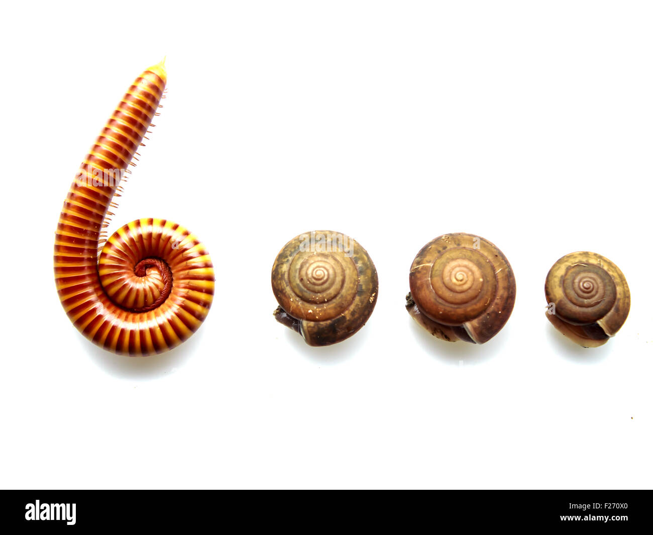animal Millipedes and snails isolated on white Stock Photo