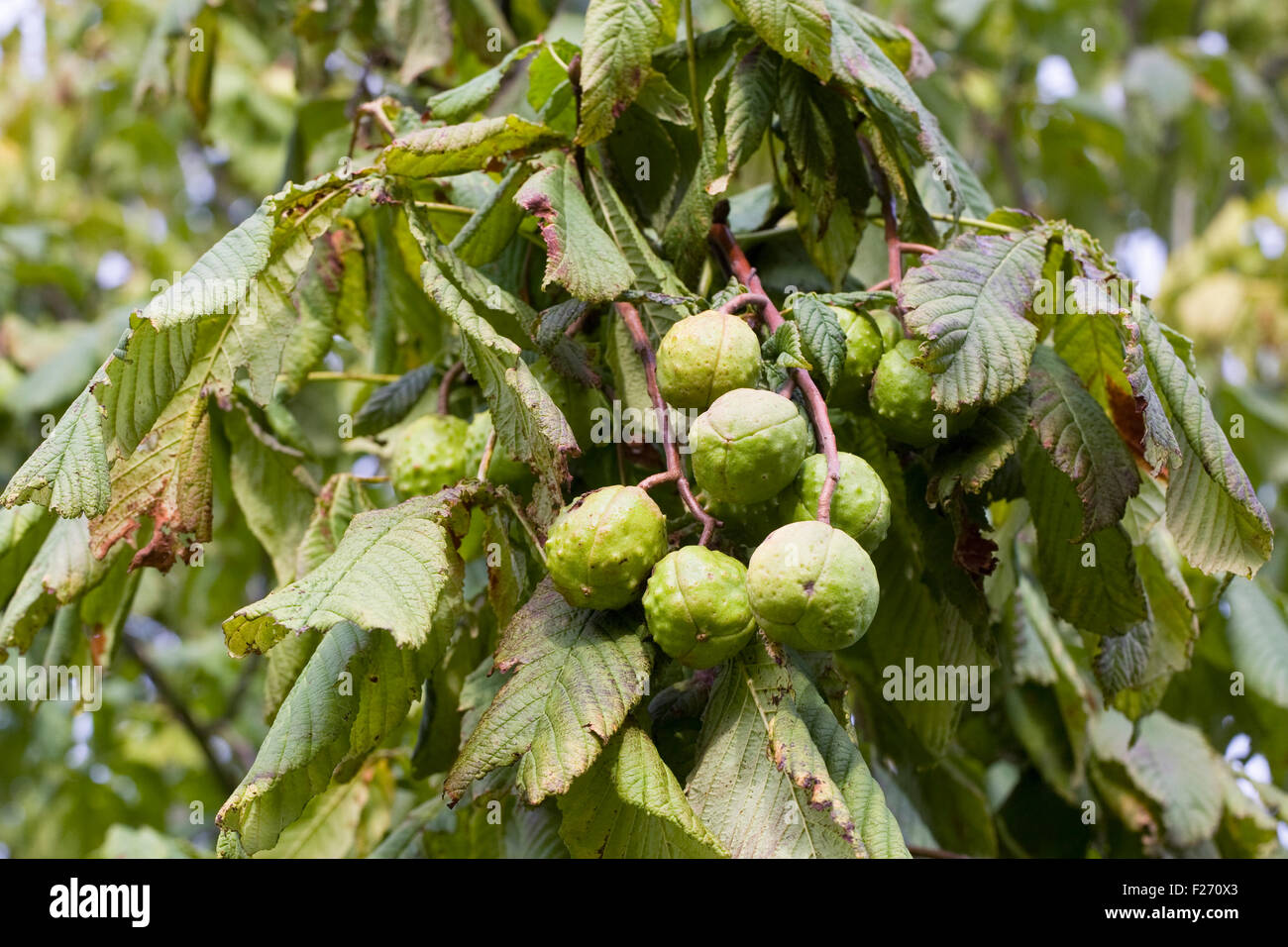 Aesculus hippocastanum. Horse chestnuts on the tree. Stock Photo
