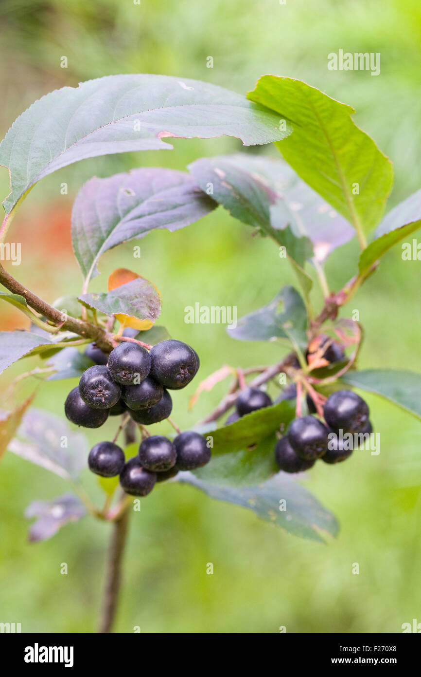 Aronia berries. Chokeberry fruit in Autumn. Stock Photo