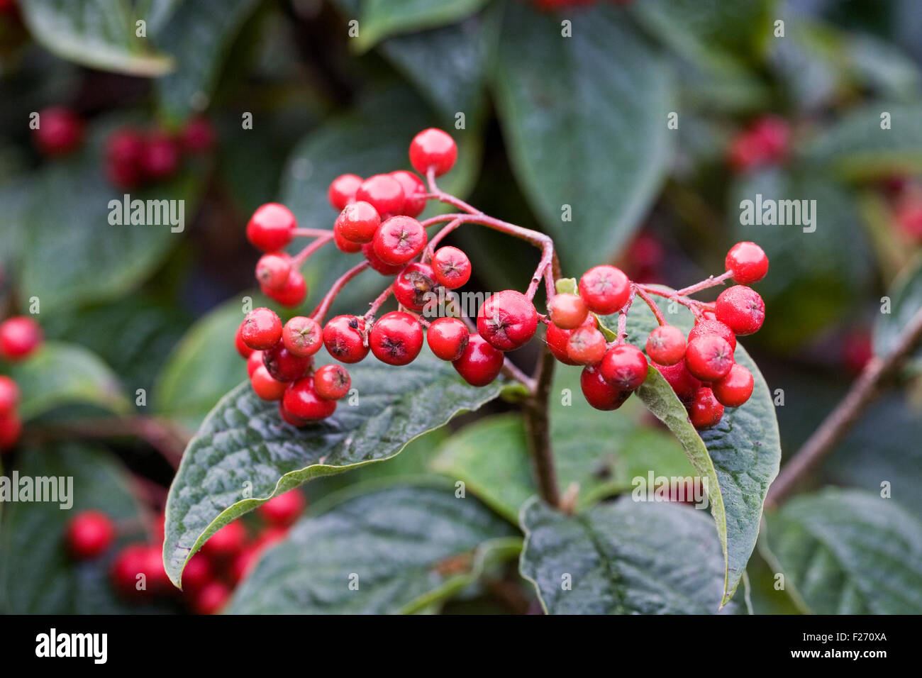 Cotoneaster bullatus berries in Autumn. Stock Photo