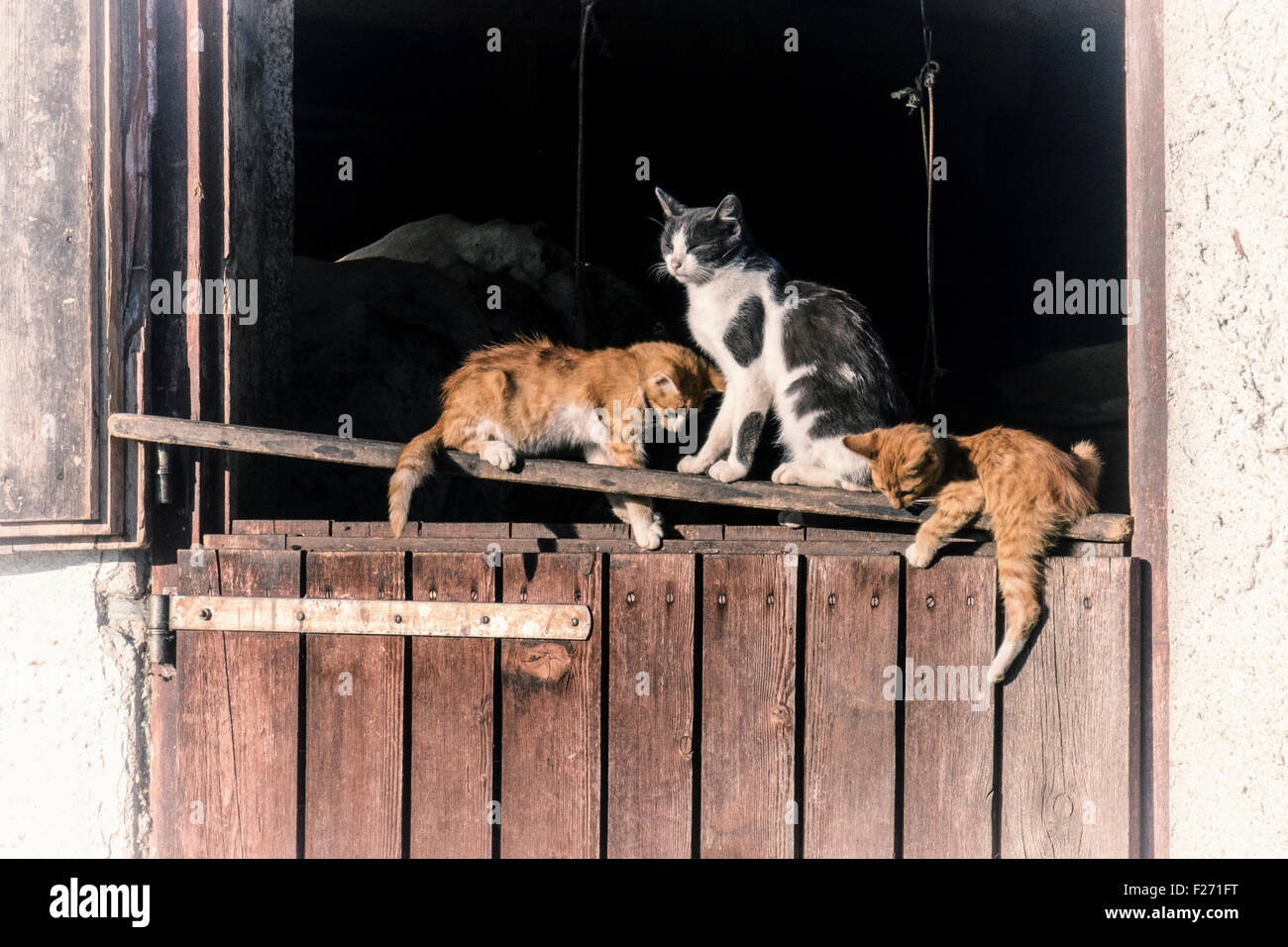 Farm cats and kittens sitting on a barn door Stock Photo