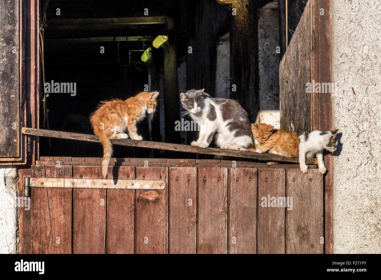 Farm cats and kittens sitting on a barn door Stock Photo