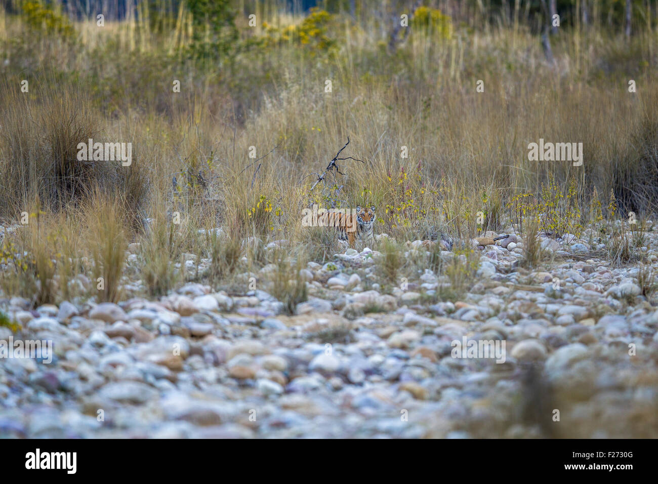 Bijrani Tigress family cub on a river bed at Jim Corbett National Park, India [Panthera Tigris] Stock Photo