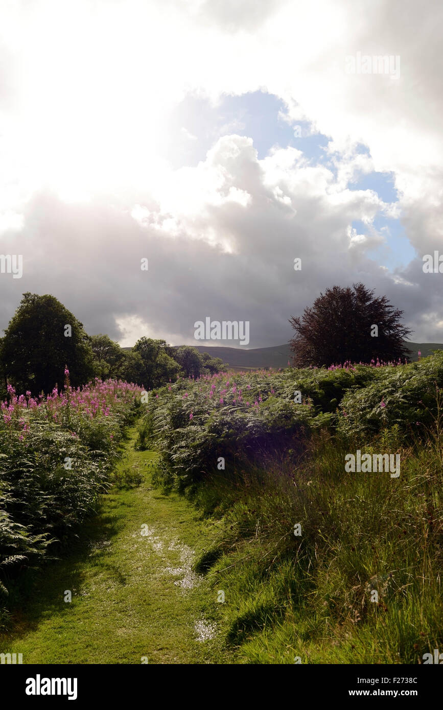 HERMITAGE CASTLE, NEAR NEWCASTLETON, LOOKING TOWARDS CHAPEL, THE