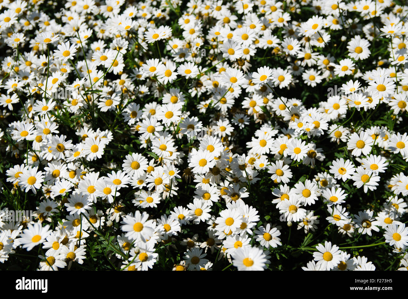 A field of Oxeye daisy's Stock Photo - Alamy