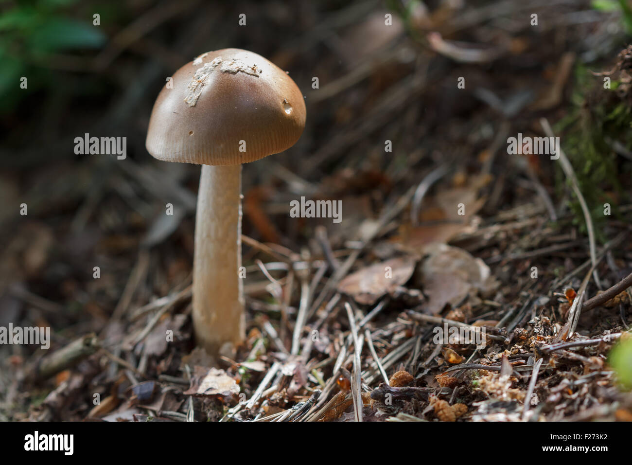 Small brown mushroom in the woods Stock Photo