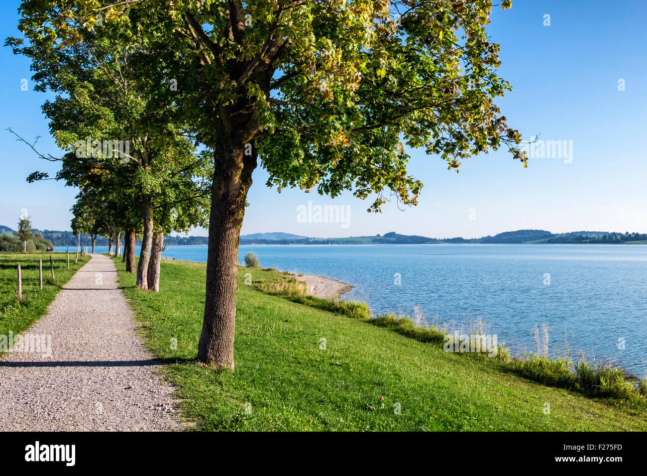 Forggensee lake, walking path and trees, Bavaria, Germany Stock Photo