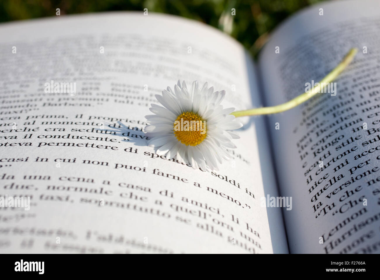 Daisy on a open book Stock Photo