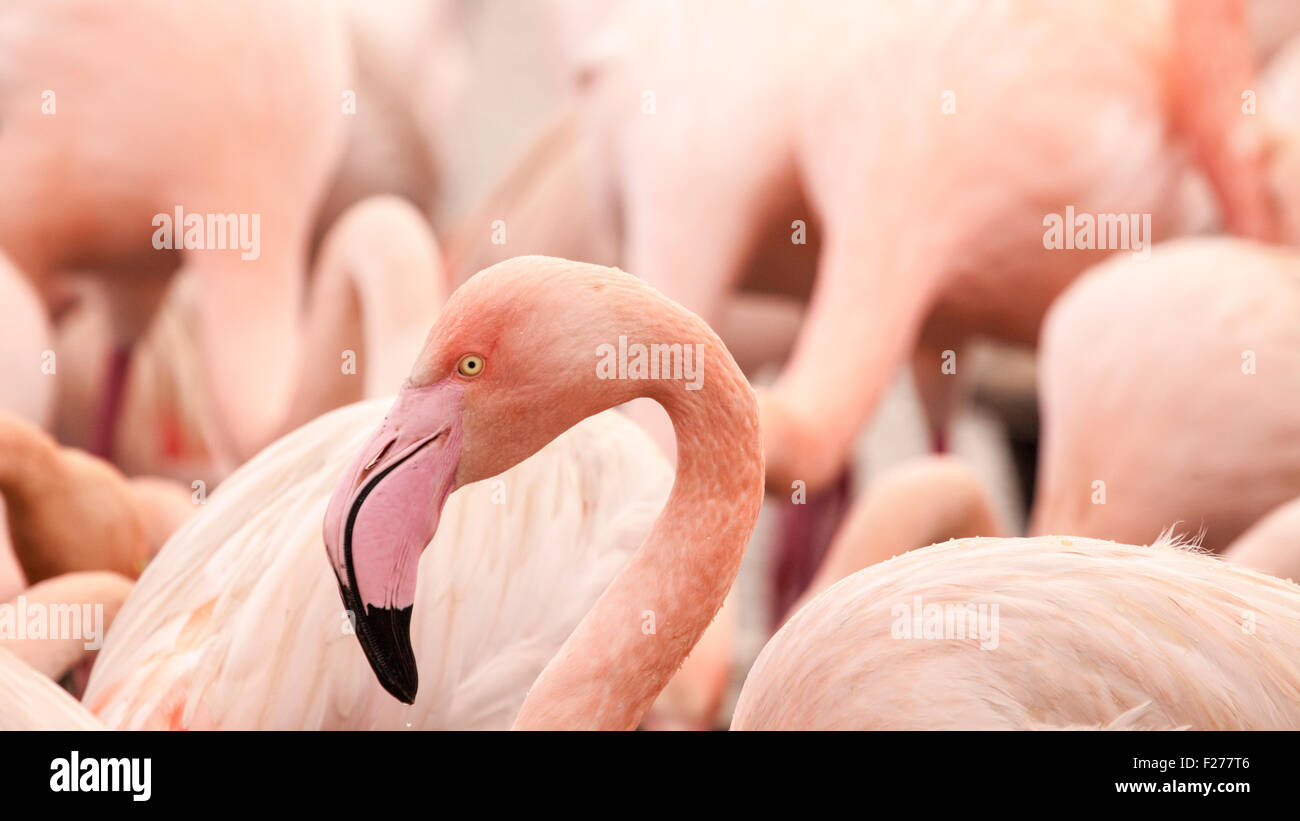 A flock of Chilean Flamingos feeding, Netherlands, Europe Stock Photo