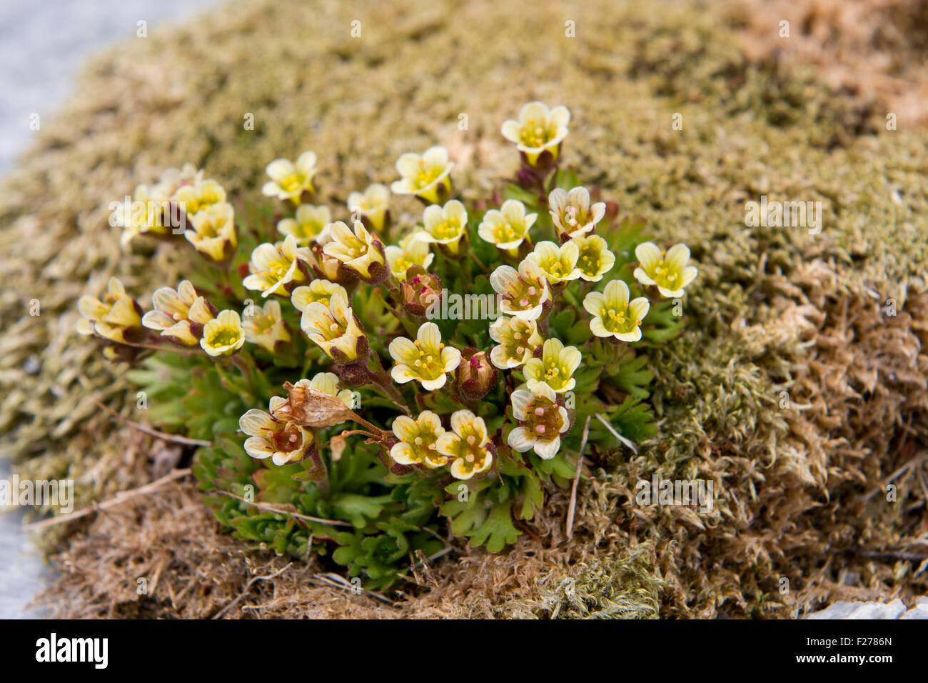 Norway, Svalbard, Hornsund, Gnalodden. Tufted Saxifrage (Saxifraga cespitosa) Stock Photo