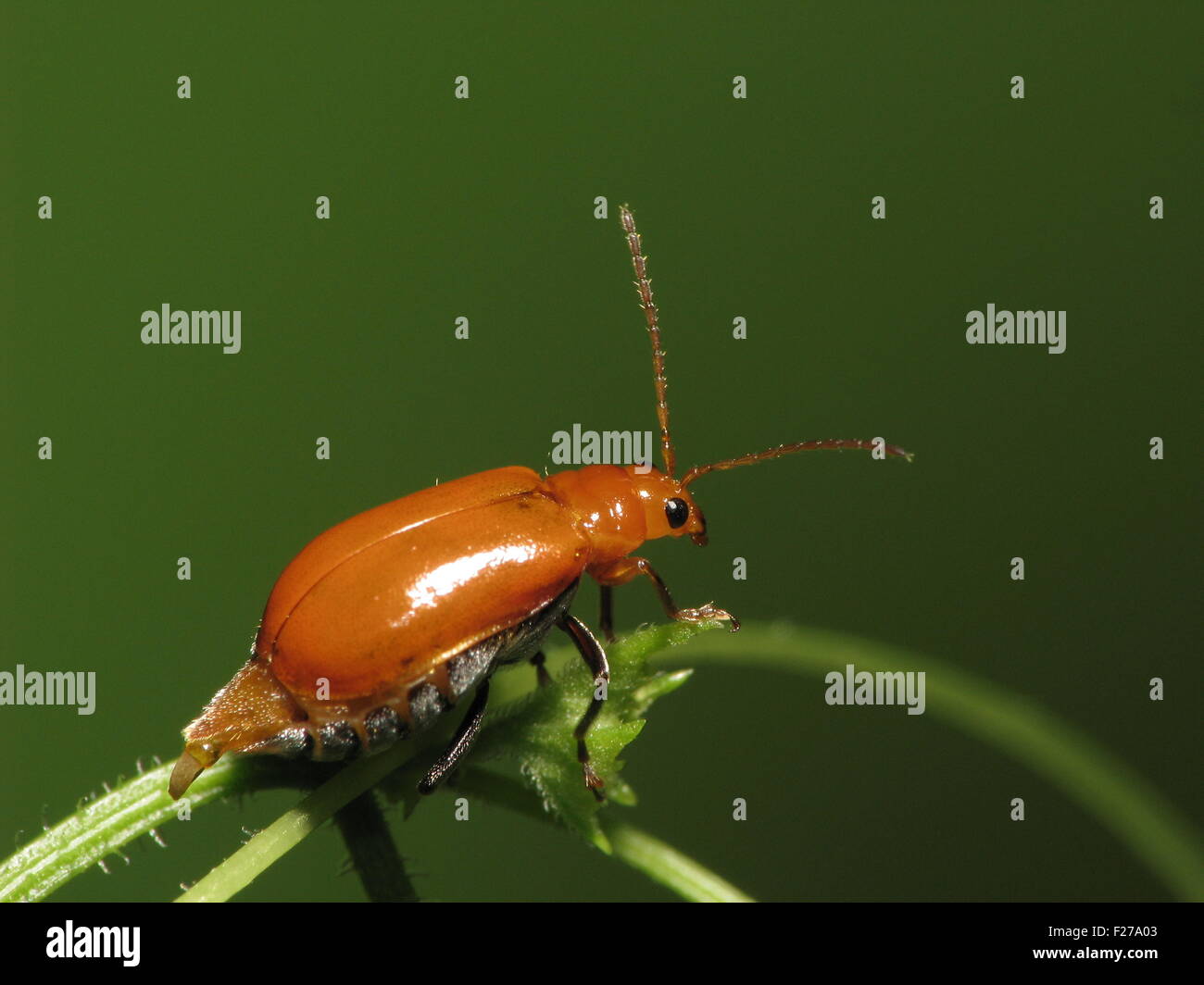 leaf beetle in natural habitat Stock Photo