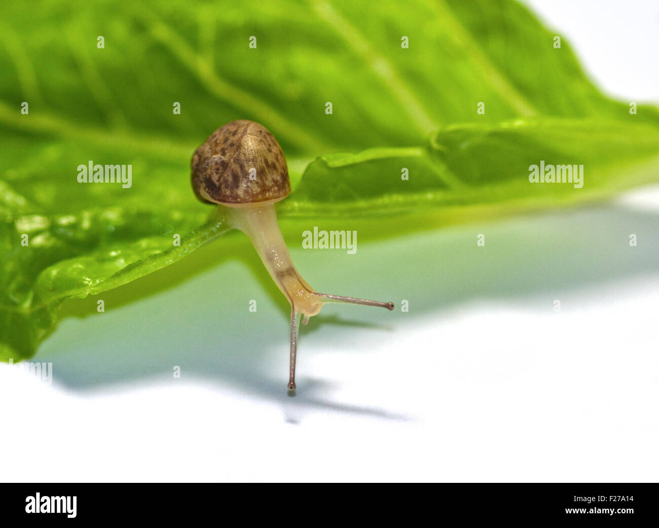 Garden snail garden snail helix aspersa hires stock photography and