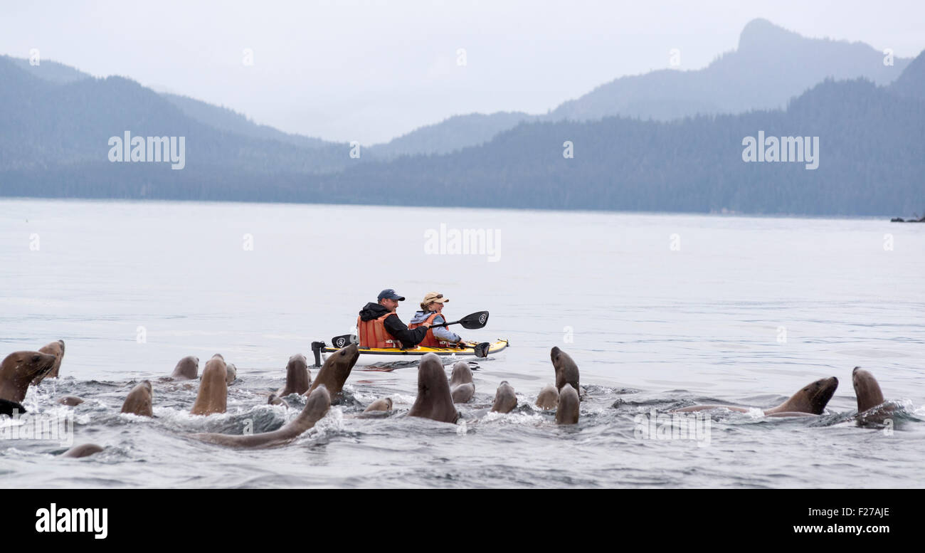 Steller sea lions and kayakers, Frederick Sound, Alaska. Stock Photo