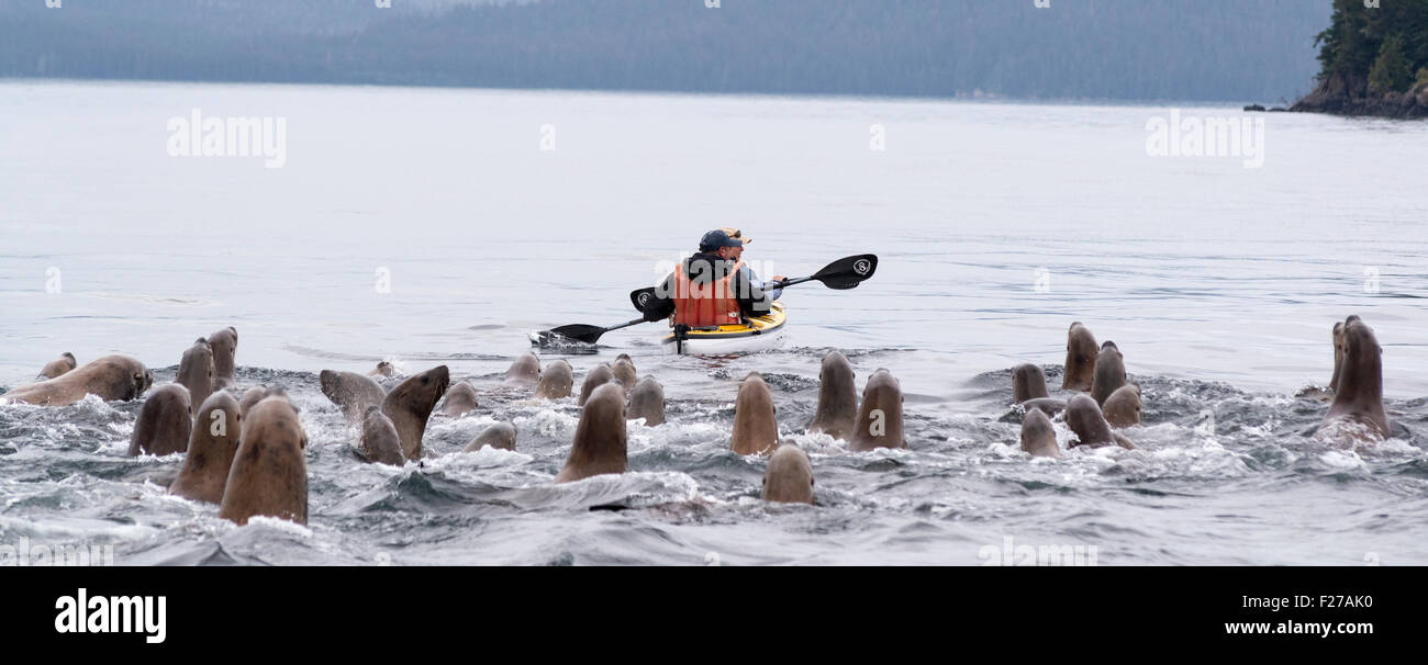 Steller sea lions and kayakers, Frederick Sound, Alaska. Stock Photo