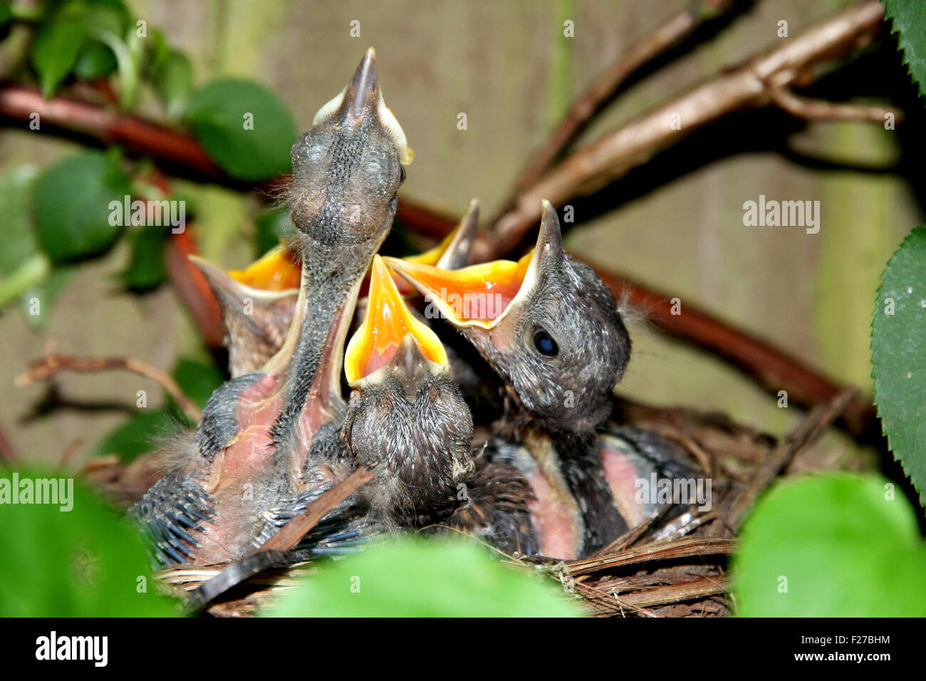 baby blackbirds in nest Stock Photo Alamy
