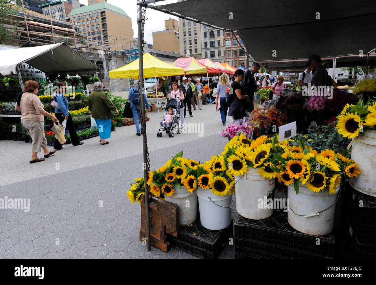union square greenmarket new york
