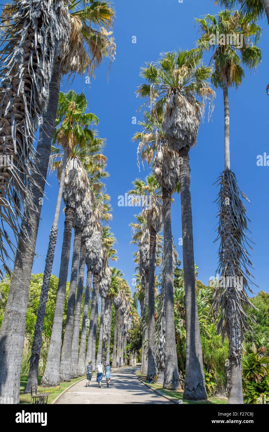 Row of palm trees in the Jardim Botanico Tropical, the Tropical botanical  gardens in Belem, Lisbon, Portugal Stock Photo