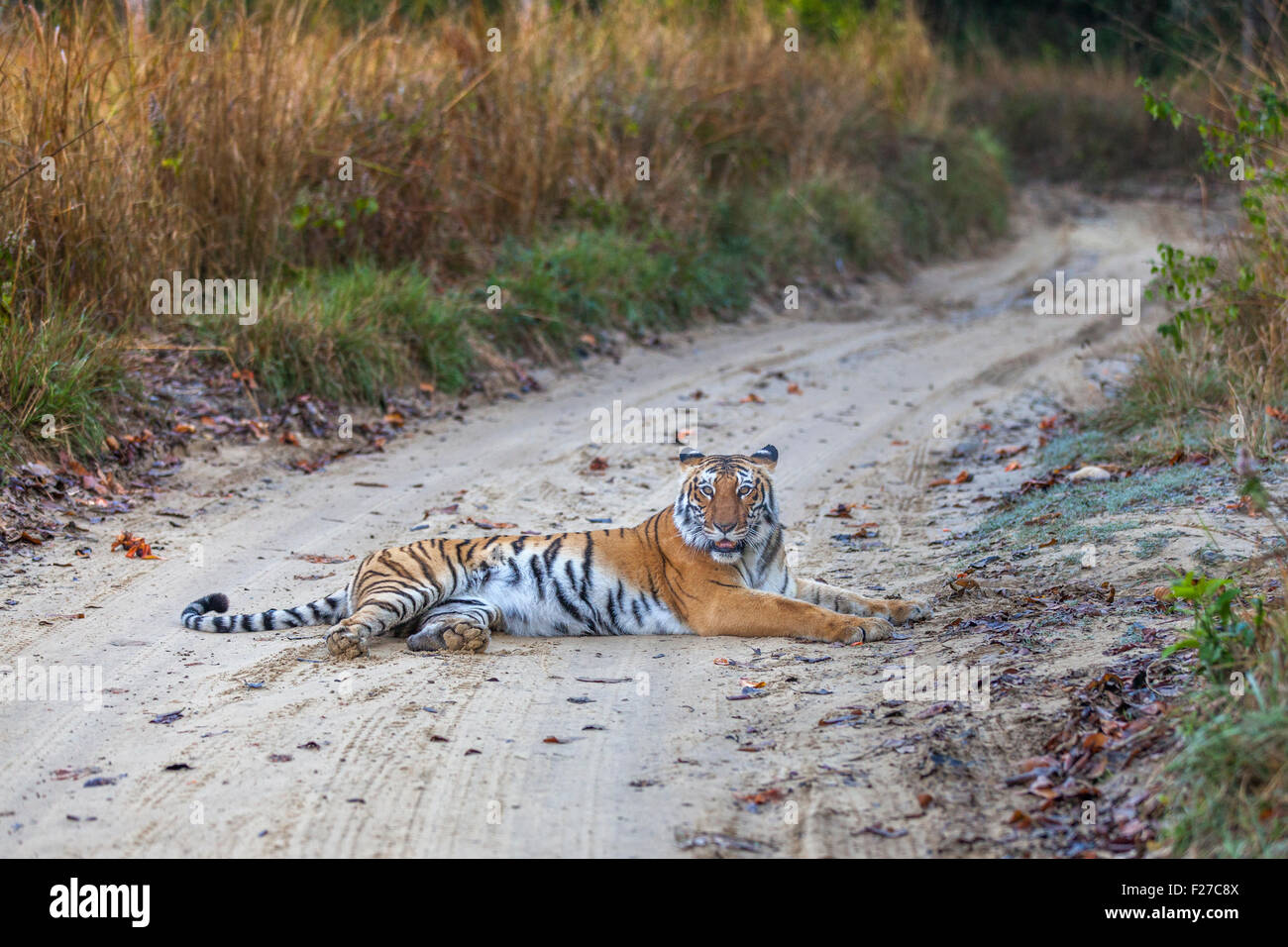 Bijrani Tigress on the jungle track at Jim Corbett National Park, India. ( Panthera Tigris ) Stock Photo