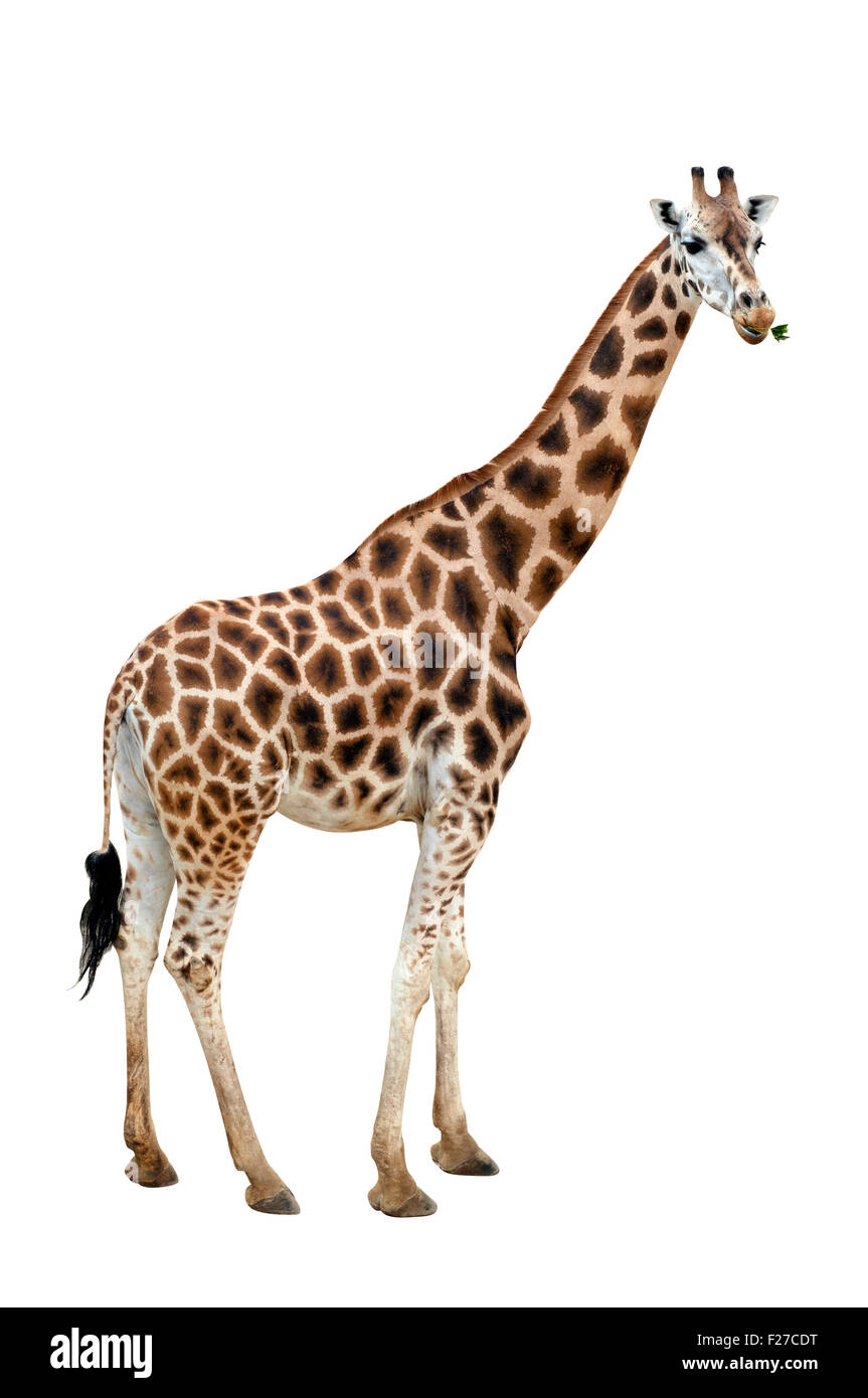 Photo of a giraffe isolated over white Stock Photo
