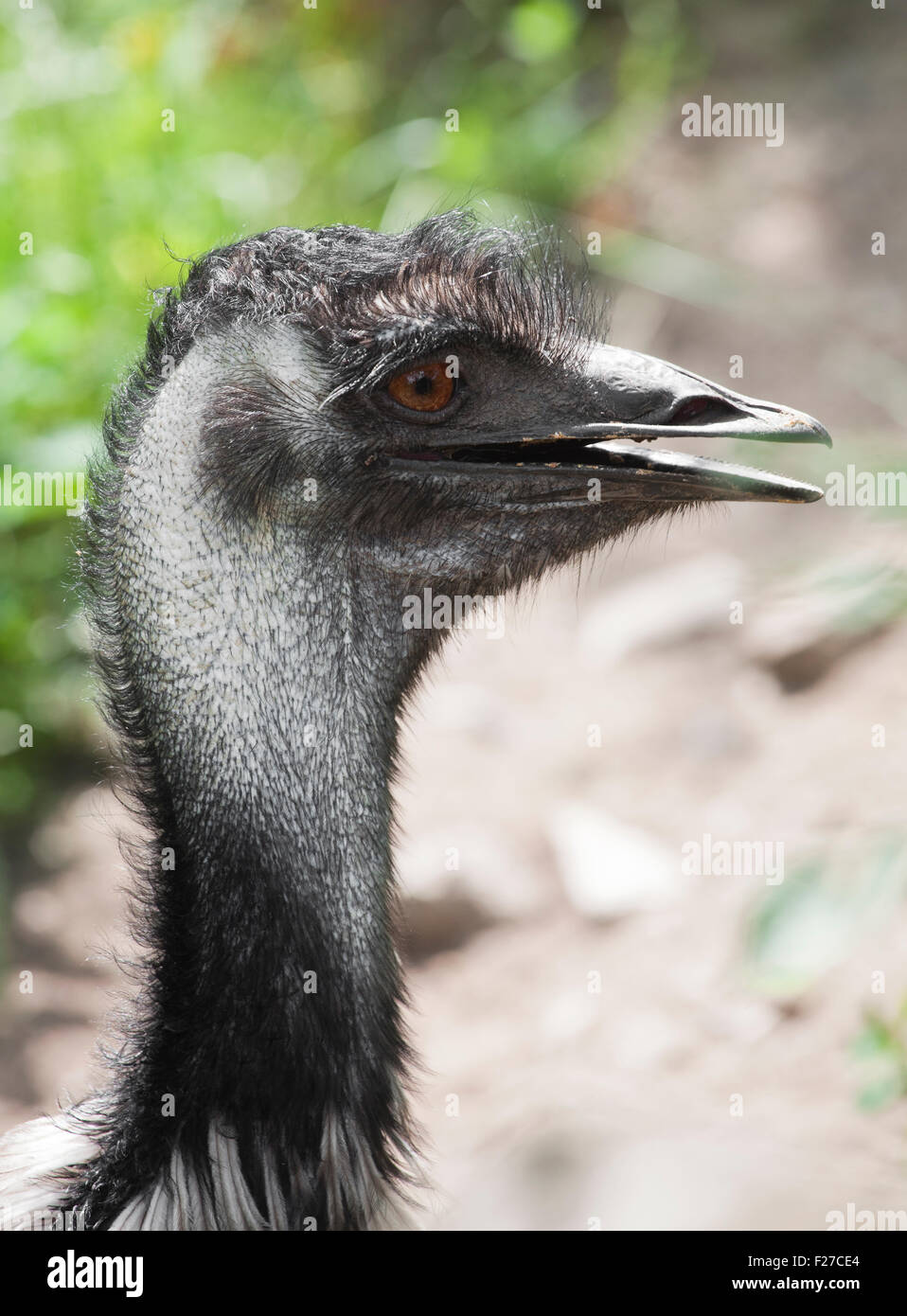 Head and neck of an ostrich with tousled feathers Stock Photo