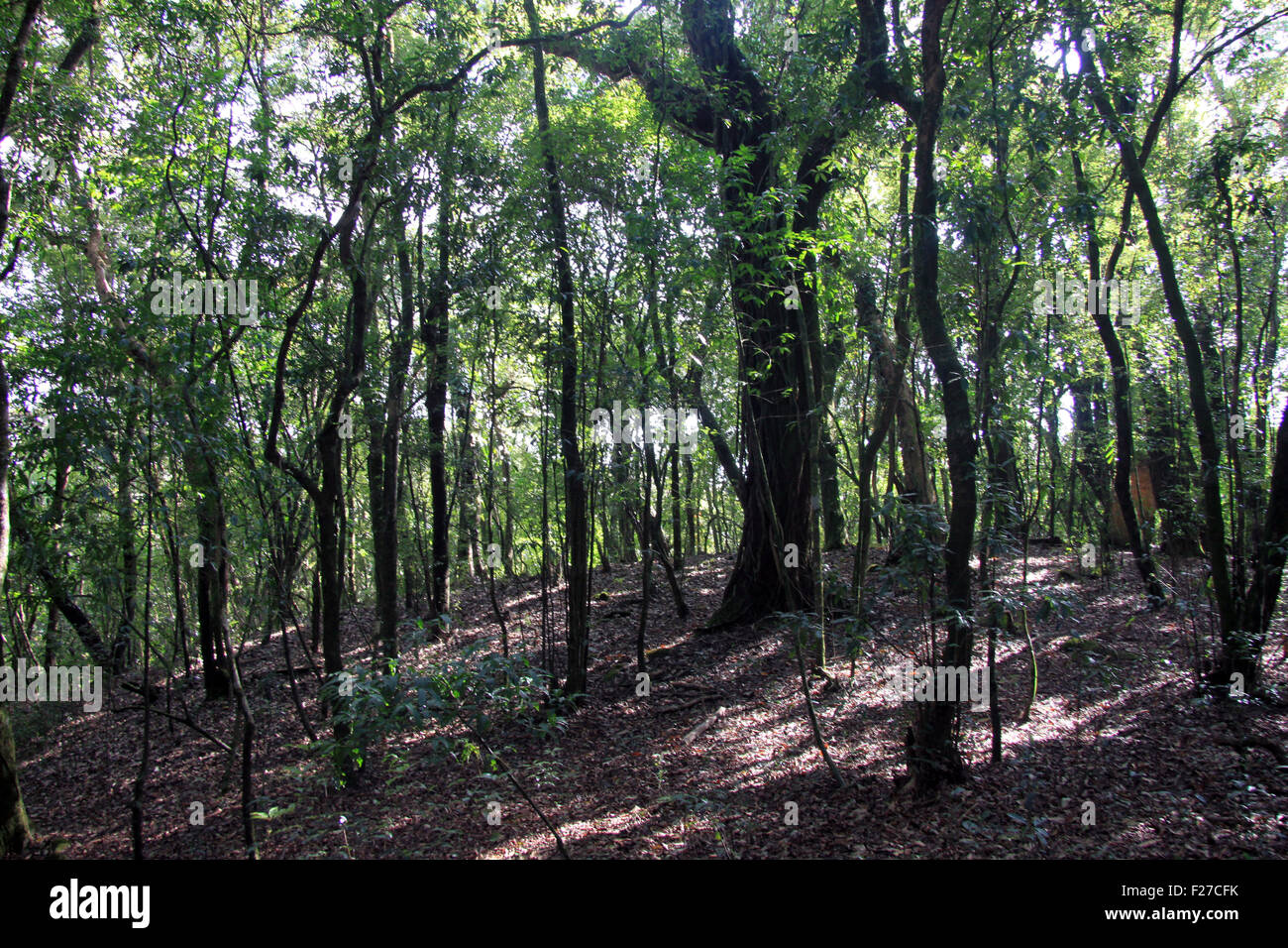Mawphlang Sacred Forest in Meghalaya Near Shillong
