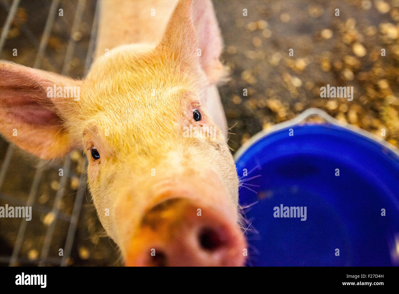 Calaveras County Fairgrounds in Angels Camp, California, USA. 12th September, 2015. Willie the friendly little pig.  One of the victims of the Butte Fire. Credit:  John Crowe/Alamy Live News Stock Photo