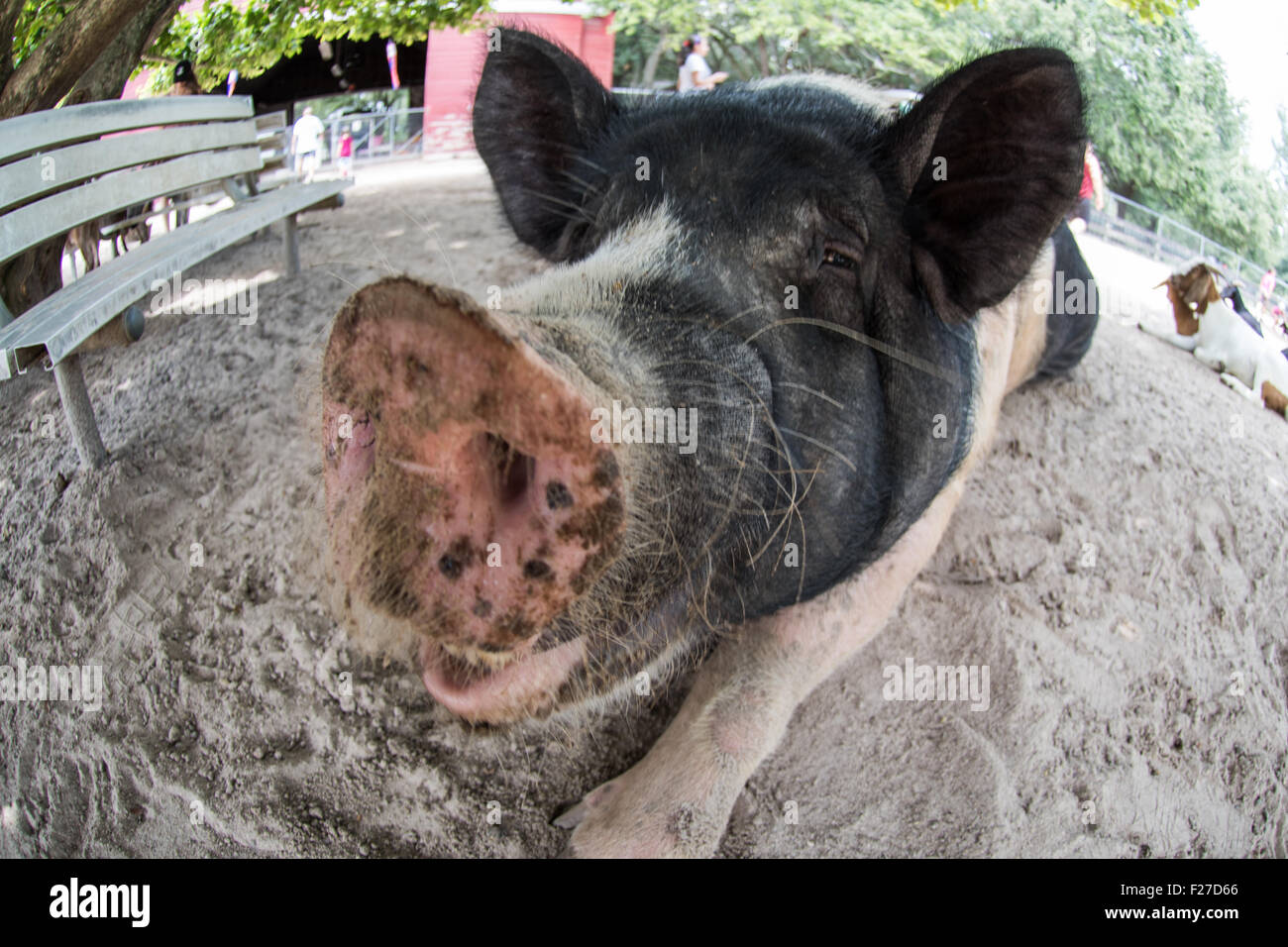 Funny farm animals. Wide angel close-up view of a hog Stock Photo - Alamy