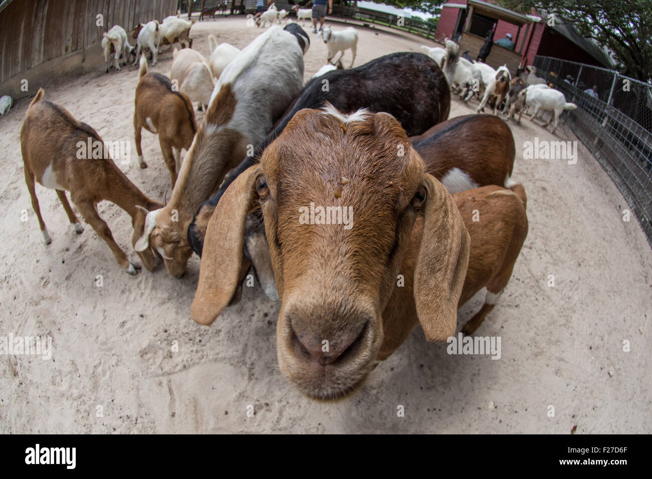 Funny farm animal videos hotsell