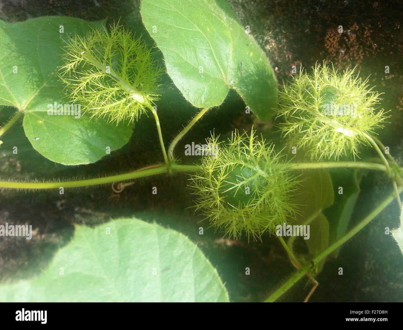 Wild creeper with thorny fruit and gel like pulp Stock Photo Alamy