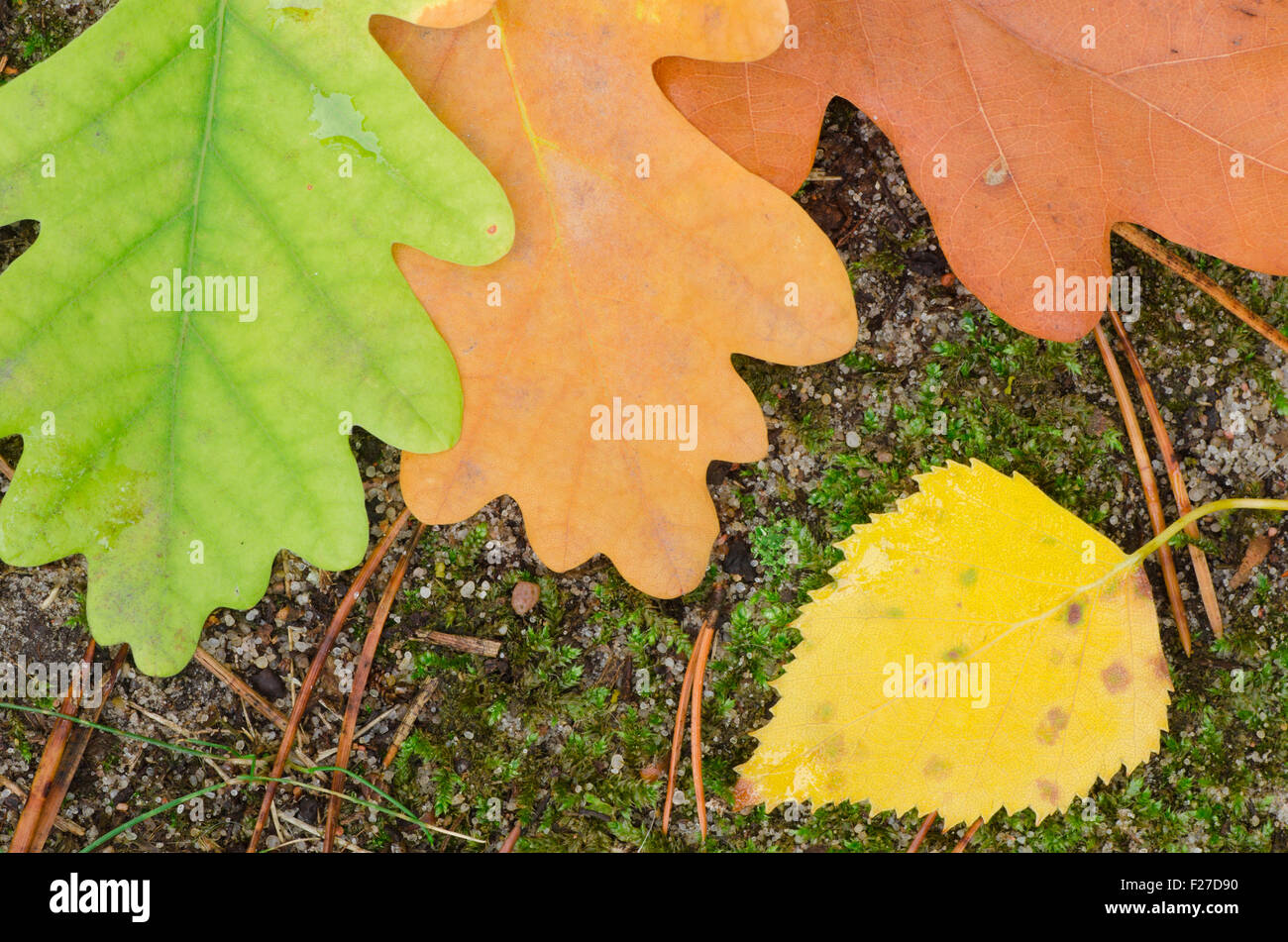 colorful fall leaves on ground Stock Photo