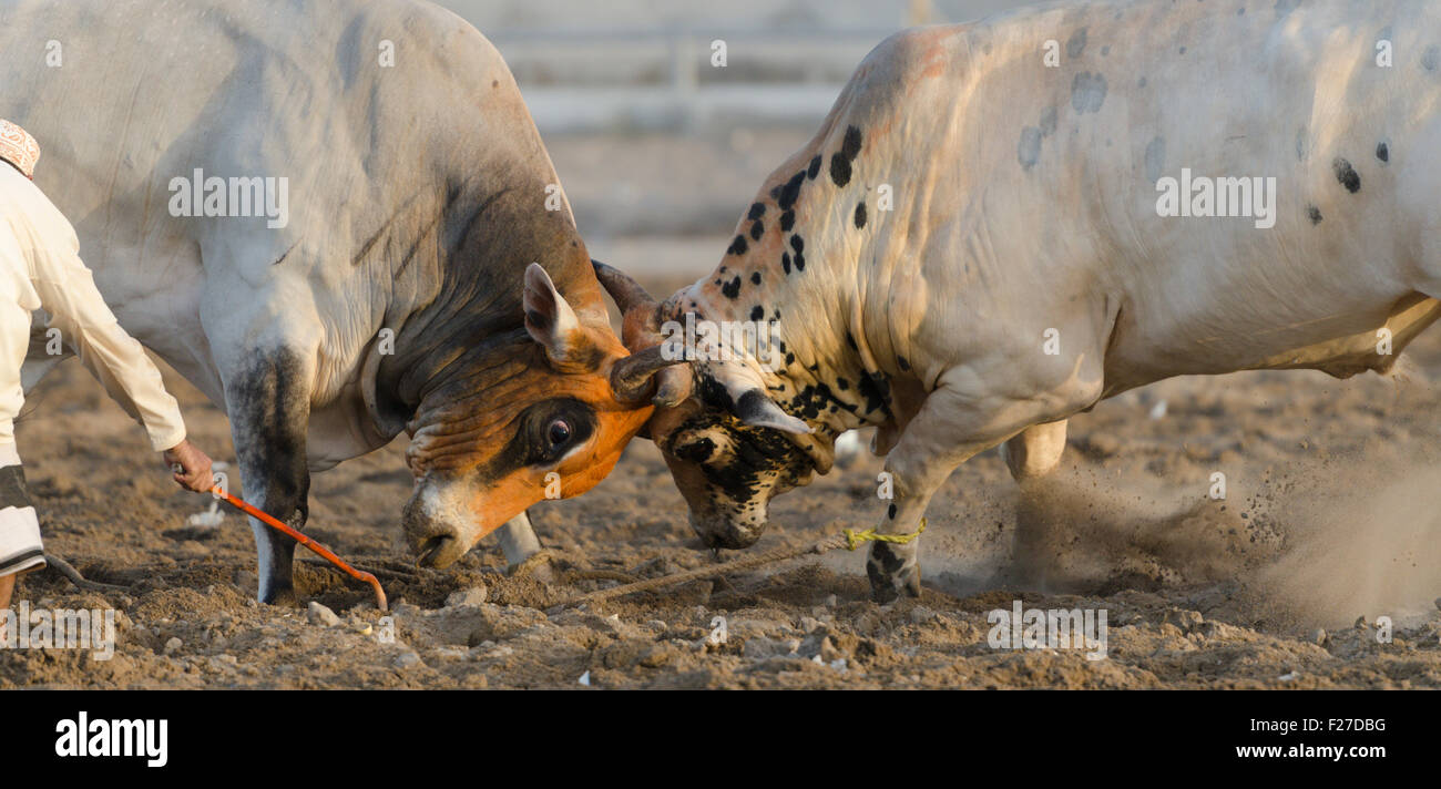 Lock horns hires stock photography and images Alamy