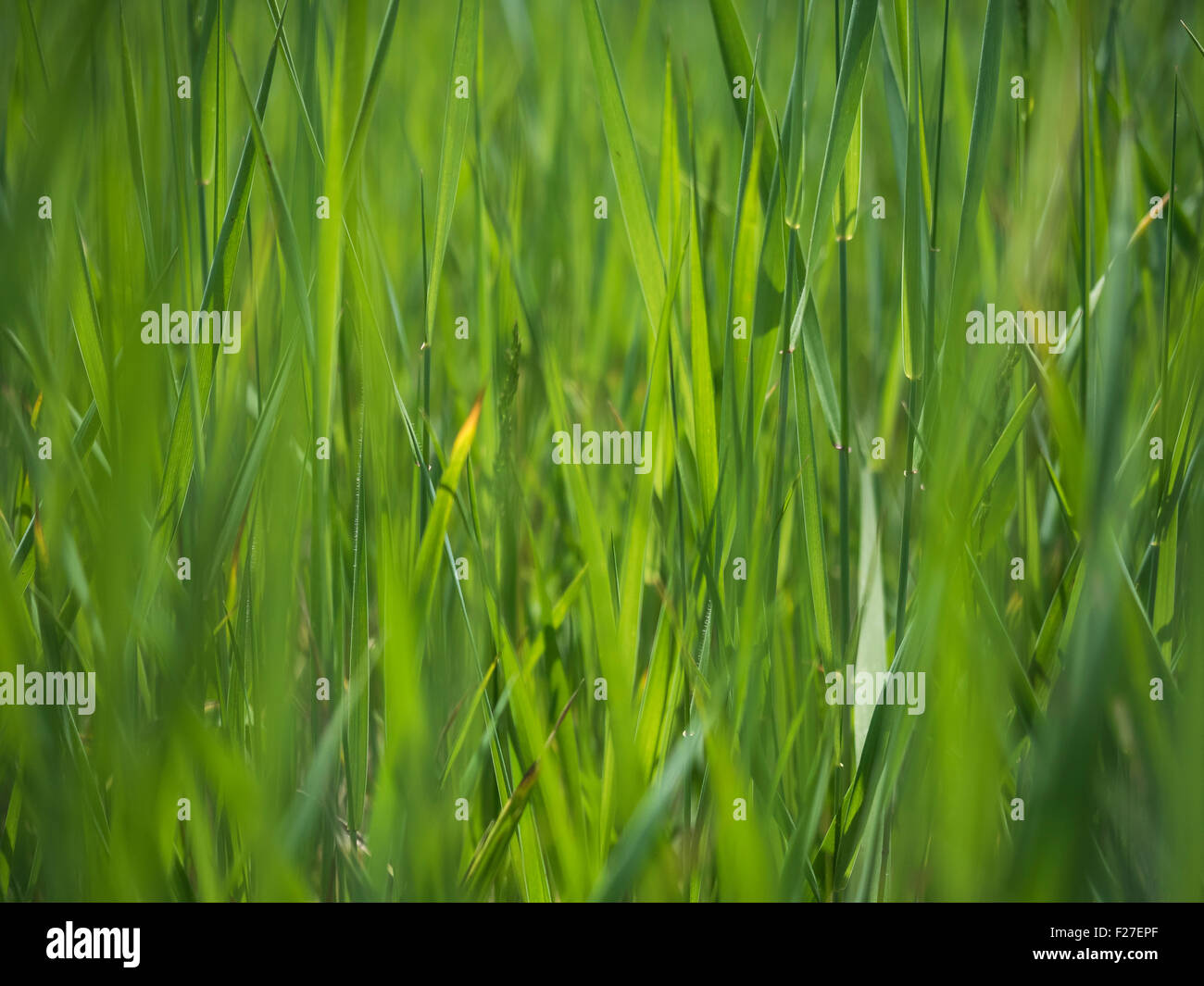 Green grass of nature hi-res stock photography and images - Alamy